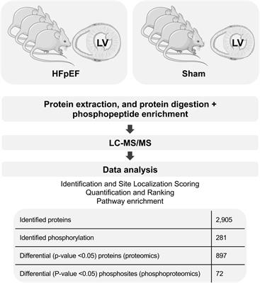 Proteomic and phosphoproteomic profiling in heart failure with preserved ejection fraction (HFpEF)